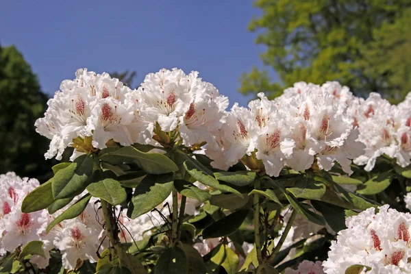 Rhododendron, Japanese Azaleas in spring, Germany, Europe — Stock Photo, Image