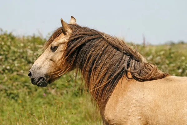Лошадь в Бодмин Мур, Корнуолл, Юго-Западная Англия, Европа — стоковое фото