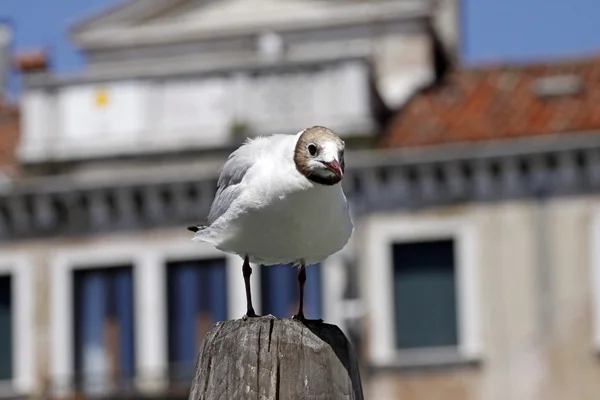 Larus ridibundus - Black-headed gull in Venice, Italy — Φωτογραφία Αρχείου