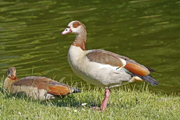 Egyptian Goose (Alopochen aegytiacus) at a little pond, in Germany — стоковое фото