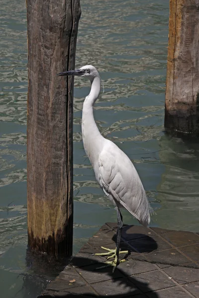 小白鹭 (白鹭鸳)-白苍鹭在威尼斯 — 图库照片