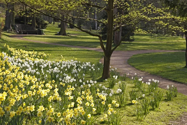 Footpath in the casino park with blossoming daffodils in Germany — Stock Photo, Image