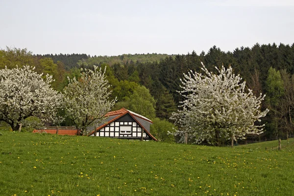 Våren landskap med korsvirkeshus och körsbärsträd i april — Stockfoto