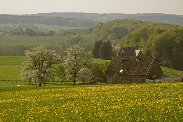 Tavaszi táj farm és cseresznye fák áprilisban, Hagen, Németország — Stock Fotó