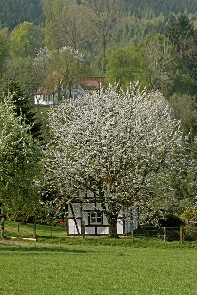 Половина деревянного дома с вишневым деревом в Хагене, Германия — стоковое фото
