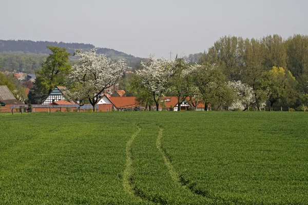 Fält med körsbärsträd i april, osnabruecker mark, Niedersachsen, Tyskland — Stockfoto