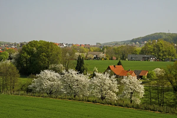 Frühlingslandschaft mit Kirschbäumen im April, Osnabrücker Land, Deutschland — Stockfoto