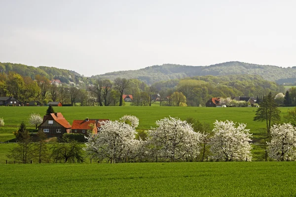Paysage printanier avec cerisiers en avril, Osnabruecker Land, Allemagne — Photo
