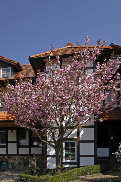 日本樱花树在德国哈根 a.t.w.半砖木结构的房子 — 图库照片