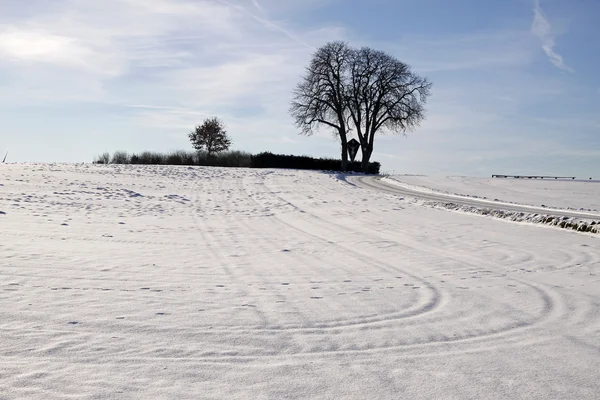 板栗树在冬天 (欧洲七叶树），德国 — 图库照片