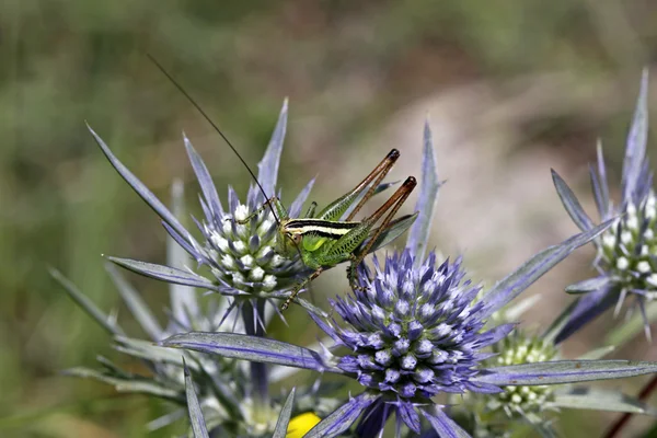 Eryngium amethystinum, Sea-holly with grasshopper in Italy, Europe — Stock Photo, Image