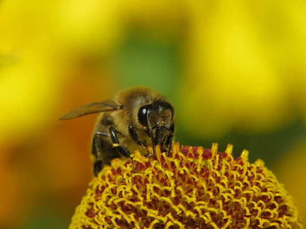 Westliche Honigbiene, Europäische Honigbiene (apis mellifica) auf Helenium-Hybride — Stockfoto