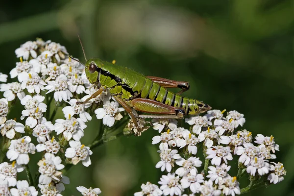 Grasshopper na flor Yarrow (Achillea) em Itália, Europa — Fotografia de Stock