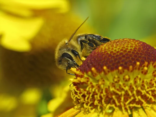 Pszczoła, Pszczoła miodna (apis mellifica) na hybrid Elenium — Zdjęcie stockowe