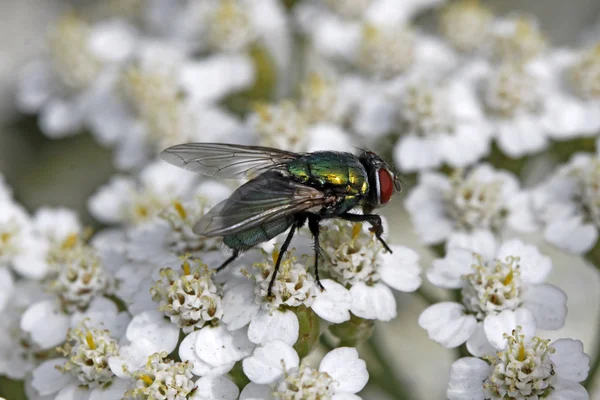 Green bottle fly (Lucilia sericata) on Yarrow (Achillea — Stock Photo, Image