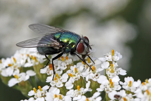 Greenbottle fly, Green bottle fly, Lucilia sericata em Yarrow, Achillea — Fotografia de Stock
