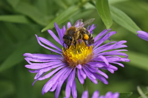 European honey bee on New England Aster in Germany (Aster novae-angliae) — Stock Photo, Image