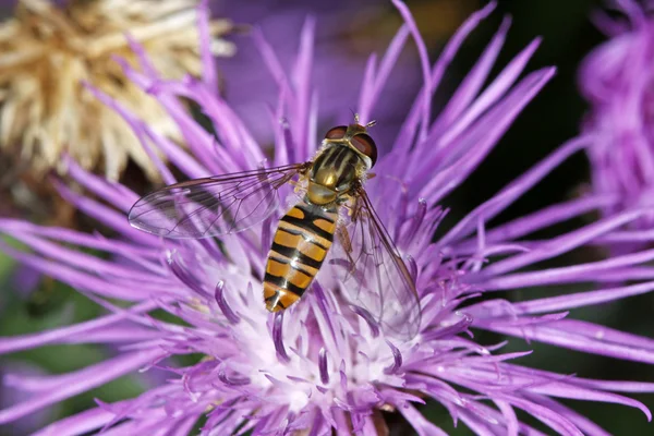 黑带食蚜蝇，早上都提供 hoverfly brownray 矢车菊在德国上 — 图库照片