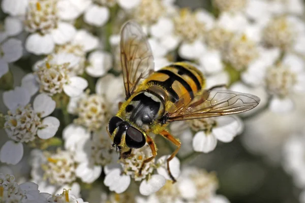 Myathropa florea, Syrphid fly on yarrow bloom (Achillea) in Germany, Europe — Stock Photo, Image