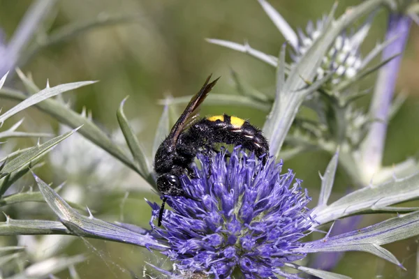 黄蜂刺 amethystinum 在意大利，欧洲对斯科利亚赫塔 — 图库照片