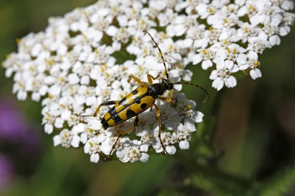 Strangalia maculata, Żuk na Krwawnik pospolity (achillea) w Niemczech, Europa — Zdjęcie stockowe