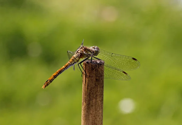 Sympetrum, dragonfly från Tyskland, Europa — Stockfoto