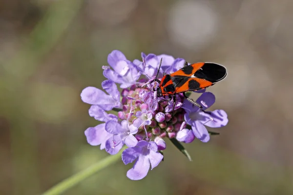 Tropidothorax leucopterus, inseto italiano, Europa — Fotografia de Stock