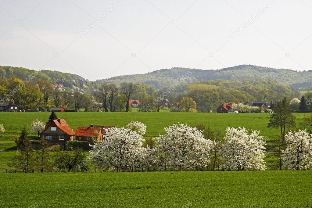 Spring landscape with cherry trees in April, Osnabruecker Land, Germany