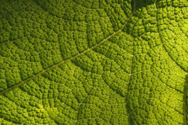 gunnera manicata - Almanya, Avrupa devi ravent