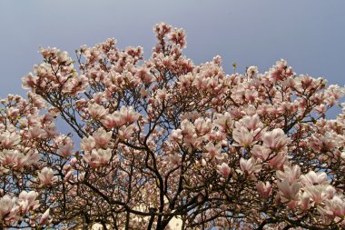 Magnolia x soulangeana, Saucer Magnolia, Magnolia Hybrid clipart