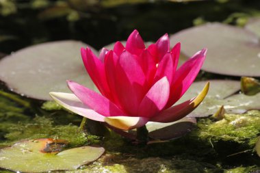 Nymphaea hibrid, nilüfer Almanya, Avrupa