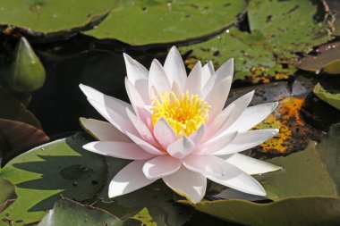 Nymphaea hibrid, nilüfer Almanya, Avrupa