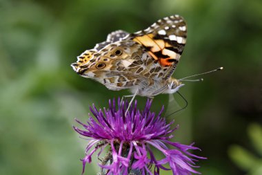 knapweed çiçek Painted lady kelebeği (cynthia cardui, vanessa cardui),