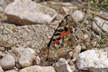 boyalı Bayan kelebek, (cynthia cardui vanessa cardui)