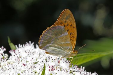 Cüce yaşlı (Sambuculus üzerinde gümüş yıkanmış fritillary (Argynnis paphia))