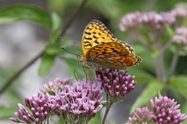 Perlmutterfalter butterfly on Hemp-agrimony (Eupatorium cannabinum) Italy clipart
