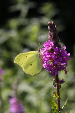 Ortak kükürt (Gonepteryx rhamni) (Lythrum salicaria üzerinde)