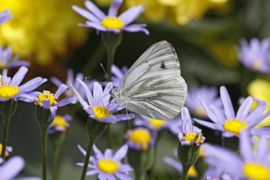 Yeşil damarlı beyaz kelebek (pieris napi) üzerinde mavi marguerite, mavi papatya