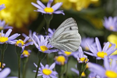 Green-veined White butterfly (Pieris napi) on Blue Marguerite, Blue daisy clipart