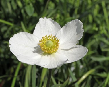 anemon anemon sylvestris, kardelen anemone, ahşap