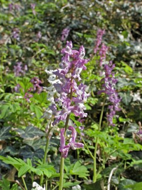 Corydalis cava, Corydalis çiçeği, Fumewort