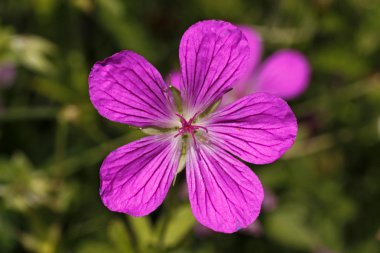 Geranium palustre - Cranesbill in Germany, Europe clipart