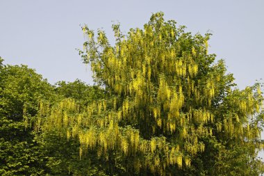 Laburnum alpinum, Alp laburnum ağaç, altın zincir, altın duş ağacında