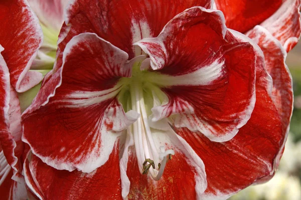 Hippeastrum Hybrid, Amaryllis kukka keväällä — kuvapankkivalokuva