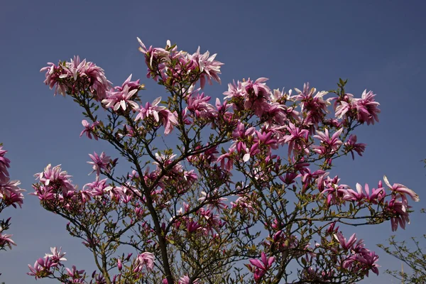 Hybrydowy magnolii, magnolia — Zdjęcie stockowe