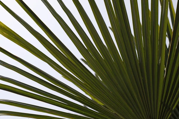 Las hojas de la palma — Foto de Stock