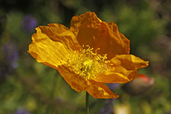 Sziget Yellow Poppy, mák — Stock Fotó