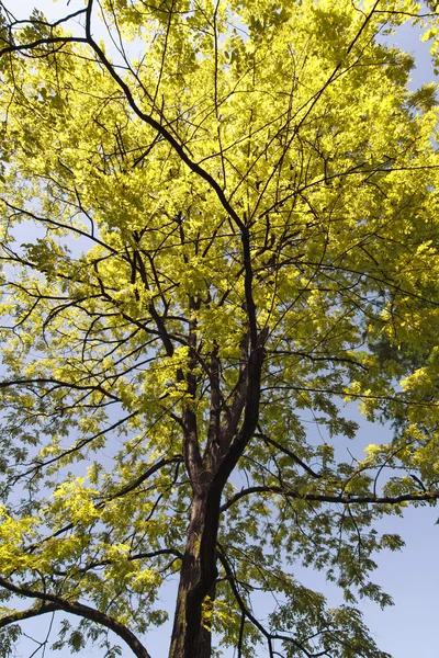 Robinia pseudoacacia, falsa Acacia, langosta negra en Alemania, Europa —  Fotos de Stock
