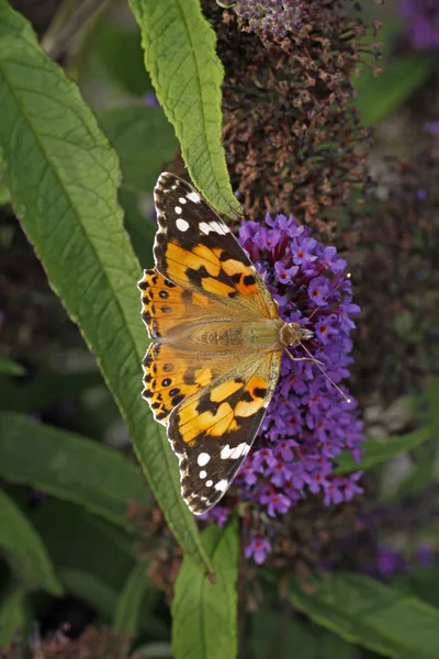 Senhora pintada borboleta em Buddleja davidii Pyrkeep (Buddleja davidii ) — Fotografia de Stock