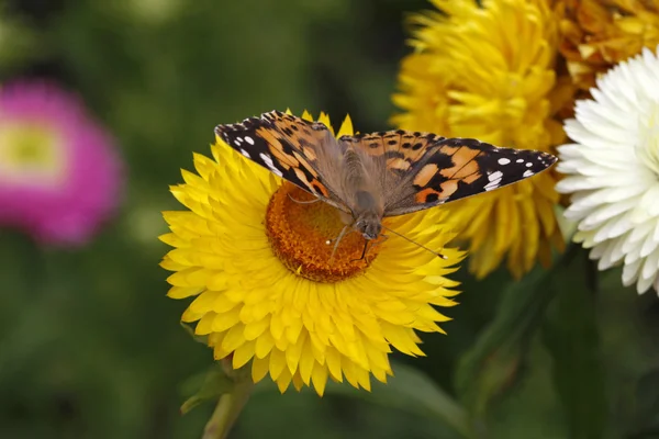 Gemalter Schmetterling (vanessa cardui) auf goldenem Ewiggestrigen — Stockfoto